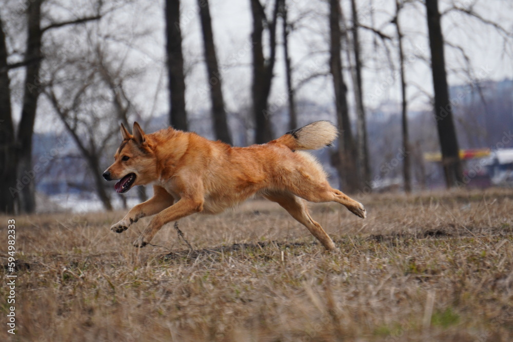 Naklejka premium half - breed dog running coursing