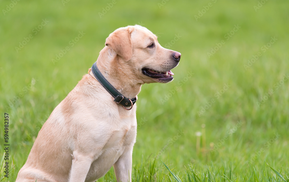 Labrador retriever dog sitting in the green grass