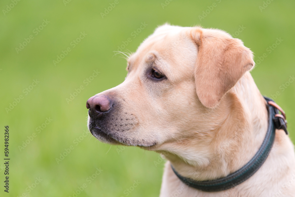 Closeup photo of a Labrador retriever dog head