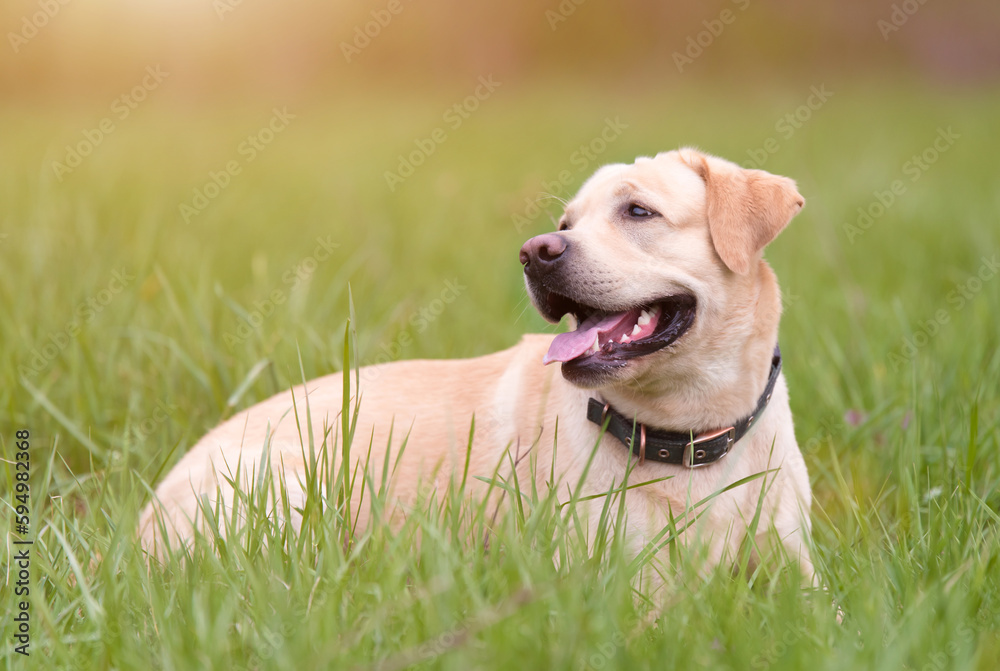 Labrador retriever dog resting in the green grass