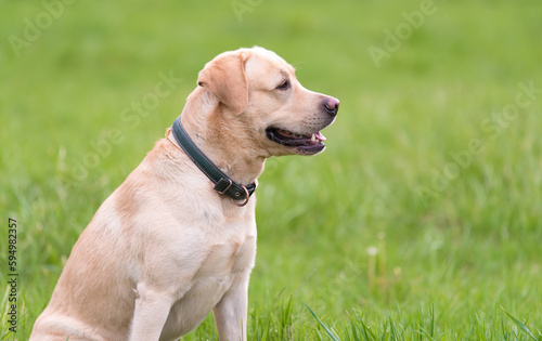 Labrador retriever dog sitting in the green grass