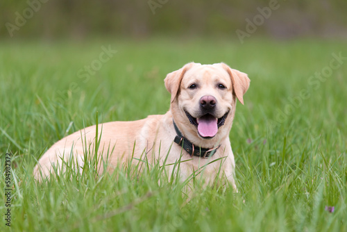 Labrador retriever dog resting in the green grass