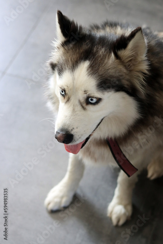 Alaskan Malamute dog with blue eyes and tongue out. Close up portrait of grey furry dog. Pet care concept. 