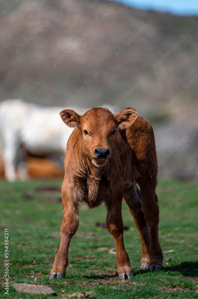 Obraz premium A cow in a pasture in the Sierra Nevada mountains in Spain.