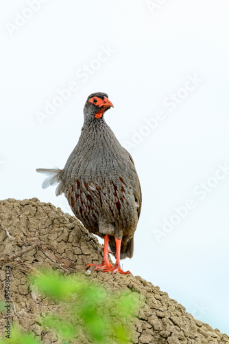 Rotkehlfrankolin (Francolinus afer), Queen Elizabeth Nationalpark, Uganda, Afrika photo