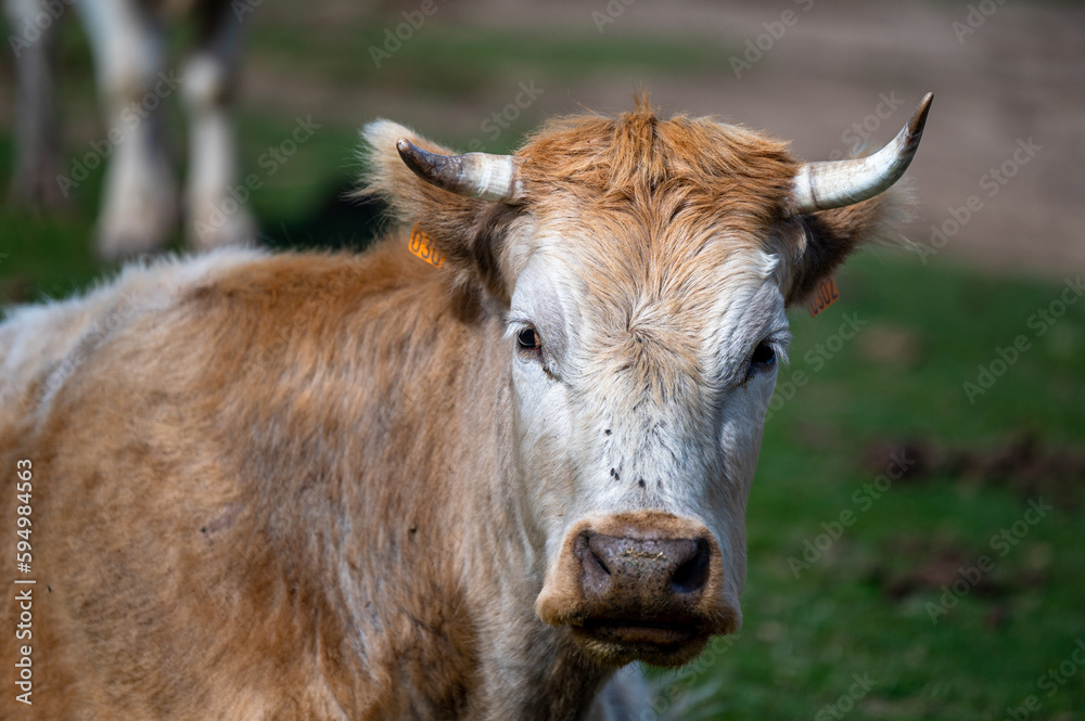 A cow in a pasture in the Sierra Nevada mountains in Spain. A cow in a pasture in the Sierra Nevada mountains in Spain.