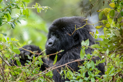 Berggorilla (Gorilla beringei beringei), Nyakagezi Gorilla Gruppe, Mgahinga-Gorilla-Nationalpark, Virunga Vulkane, Kisoro, Uganda, Afrika