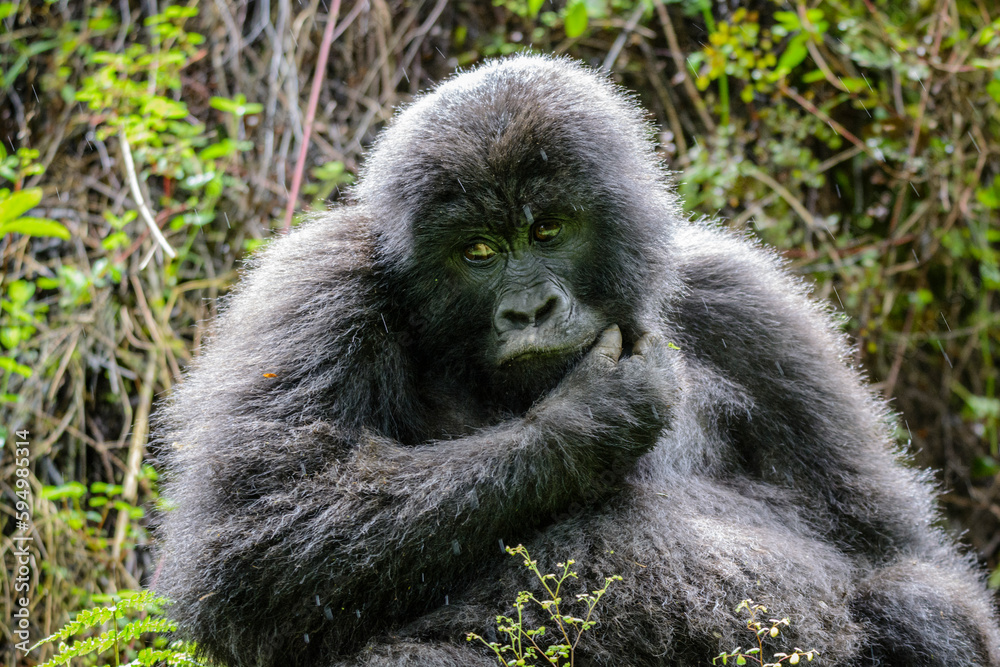 Fototapeta premium Berggorilla (Gorilla beringei beringei), Nyakagezi Gorilla Gruppe, Mgahinga-Gorilla-Nationalpark, Virunga Vulkane, Kisoro, Uganda, Afrika