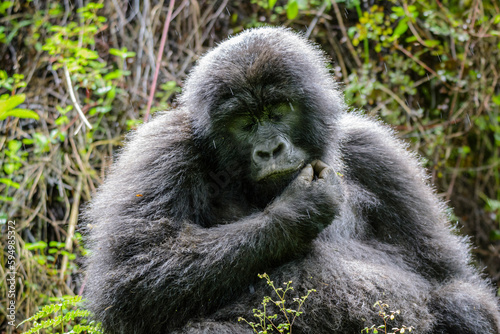 Berggorilla (Gorilla beringei beringei), Nyakagezi Gorilla Gruppe, Mgahinga-Gorilla-Nationalpark, Virunga Vulkane, Kisoro, Uganda, Afrika © El Gaucho