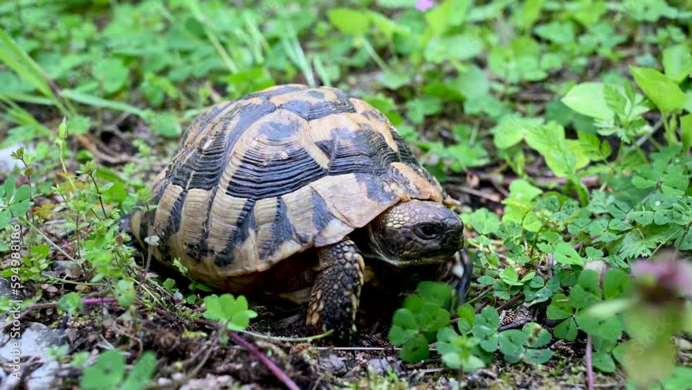 Wild turtle walking in grass. 