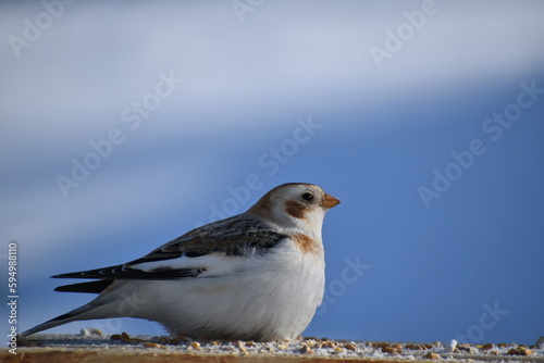 A snow sparrow at the feeder, Sainte-Apolline, Québec, Canada