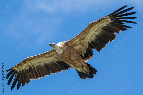 Eurasian griffon vulture - Gyps fulvus - Vautour Fauve photo