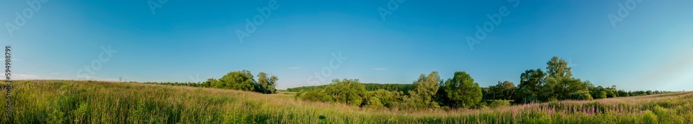 Panorama of a summer field with lupine flowers against a blue sky