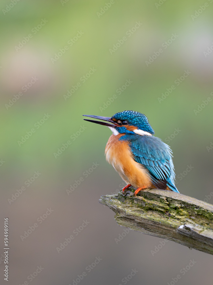 Beautiful nature scene with Common kingfisher (Alcedo atthis). Wildlife shot of Common kingfisher (Alcedo atthis) on the branch. Common kingfisher (Alcedo atthis) in the nature habitat. Beautiful nature scene with Common kingfisher (Alcedo atthis). Wildlife shot of Common kingfisher (Alcedo atthis) on the branch. Common kingfisher (Alcedo atthis) in the nature habitat.