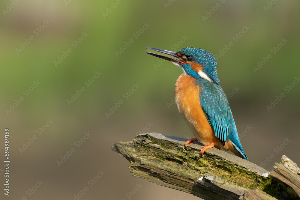 Beautiful nature scene with Common kingfisher (Alcedo atthis). Wildlife shot of Common kingfisher (Alcedo atthis) on the branch. Common kingfisher (Alcedo atthis) in the nature habitat. Beautiful nature scene with Common kingfisher (Alcedo atthis). Wildlife shot of Common kingfisher (Alcedo atthis) on the branch. Common kingfisher (Alcedo atthis) in the nature habitat.