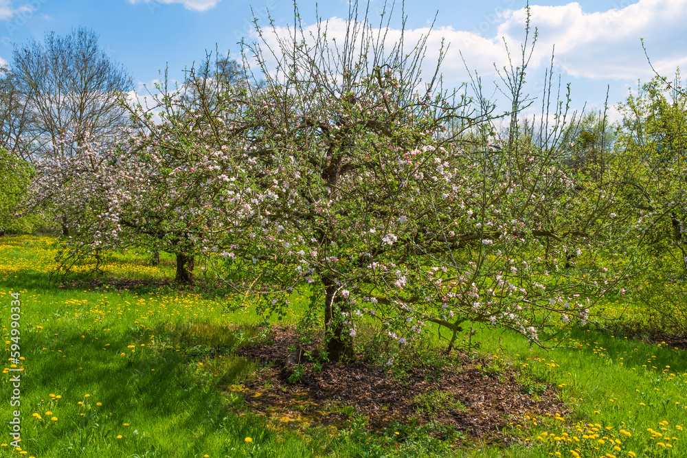 Cherry trees in full bloom near Wannbach- Germany in Franconian Switzerland