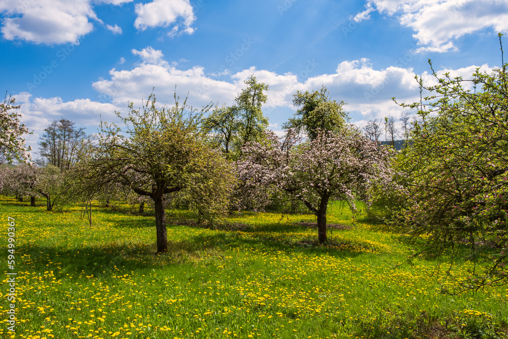 Fototapeta premium Cherry trees in full bloom near Wannbach- Germany in Franconian Switzerland