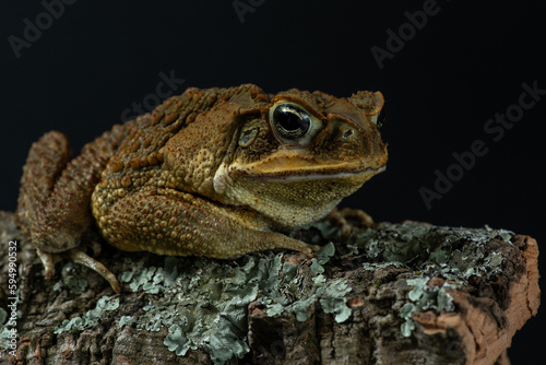 Cane toad close up. Rhinella marina sits on bark covered with moss and lichen. Giant neotropical toad on dark background