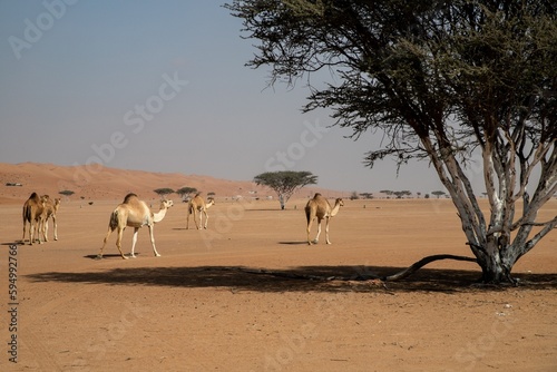 Wahiba Sands, desert of Oman