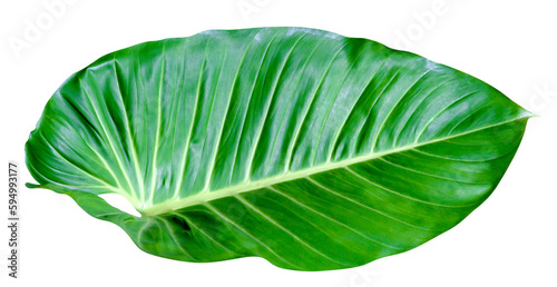 Green leaves pattern leaf Homalomena philippinensis tree isolated