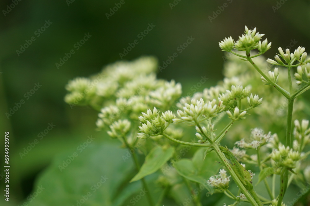 Mikania micrantha (also called Asteraceae, bitter vine, climbing hemp vine, American rope, mile-a-minute vine, Japani lota) with a natural background