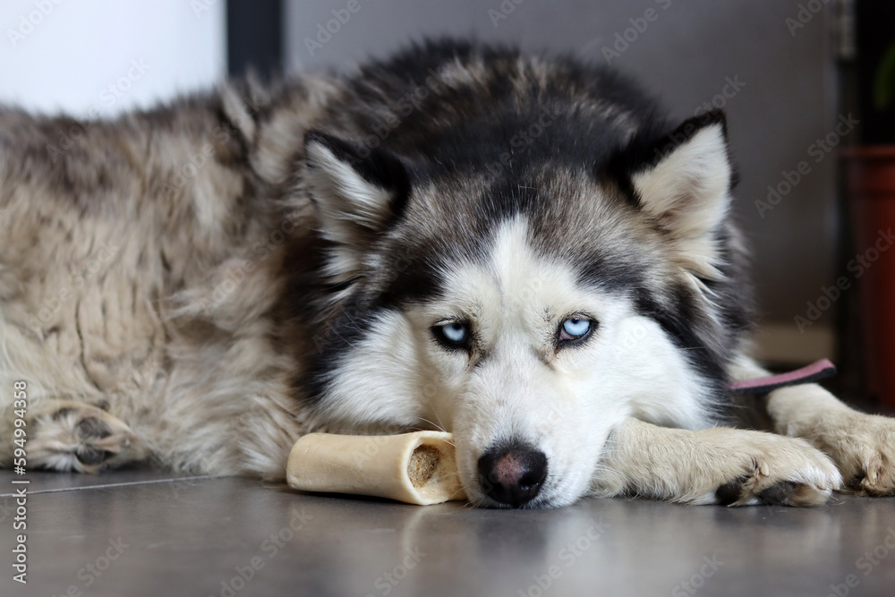 Siberian Husky close up portrait. Furry dog laying on the floor. Grey background with space for text. Pet care concept. Siberian Husky close up portrait. Furry dog laying on the floor. Grey background with space for text. Pet care concept.