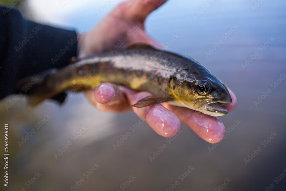 close up of a baby brown trout
