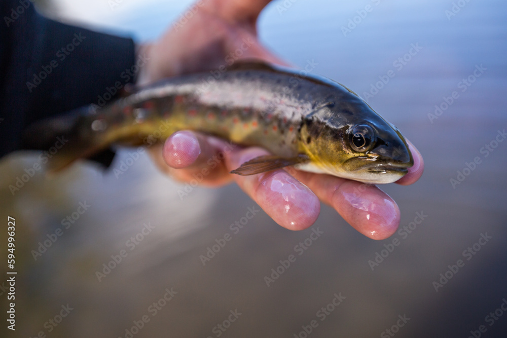 baby brown trout close up baby brown trout close up