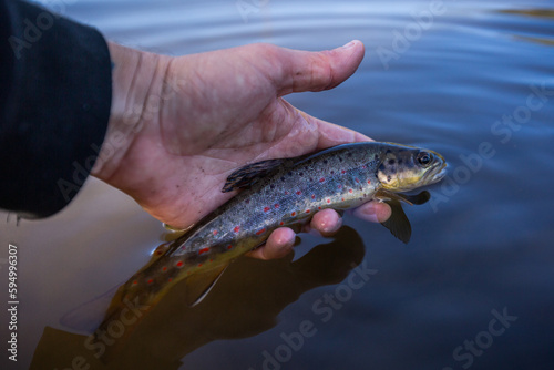 Fototapeta Naklejka Na Ścianę i Meble -  fisherman holding a baby brown trout