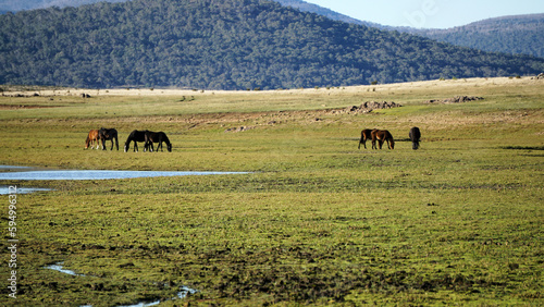 A herd of Wild Brumbies grazing on the fragile Murrumbidgee flood plain at Tantangara in the  Kosciuszko National Park 