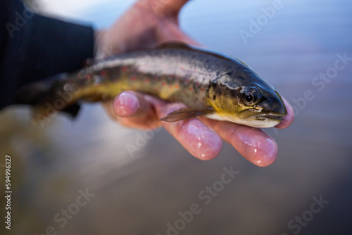 Fototapeta Naklejka Na Ścianę i Meble -  baby brown trout close up