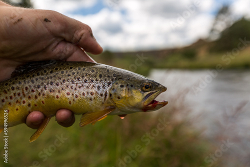 Fototapeta Naklejka Na Ścianę i Meble -  brown trout caught by a fly fisherman