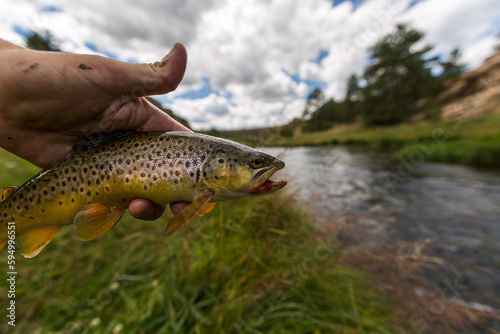 brown trout caught in a river by a fisherman