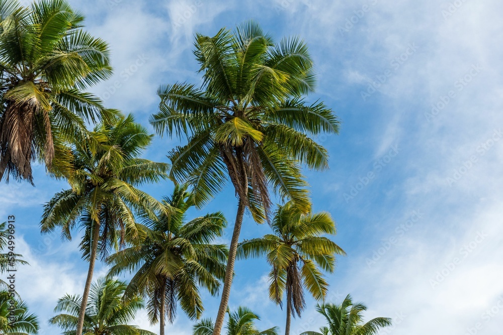 Tropical landscape featuring lush palm trees illuminated by a brilliant blue sky