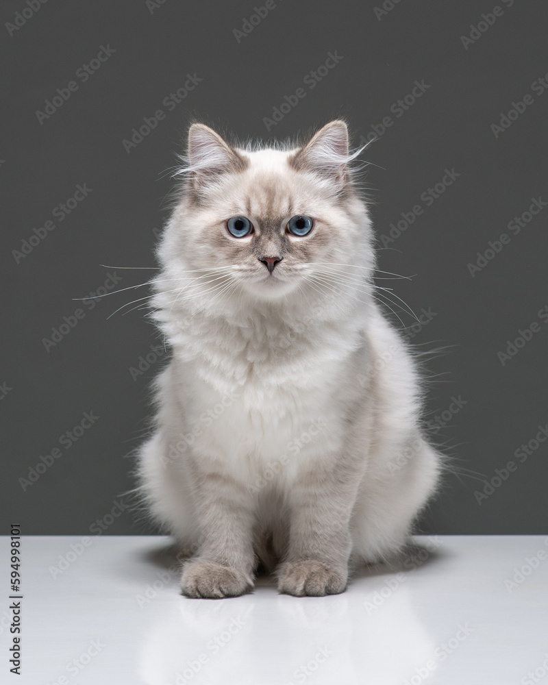 Fluffy cat with blue eyes studio shot. Neva Masquerade cat sits on a gray background