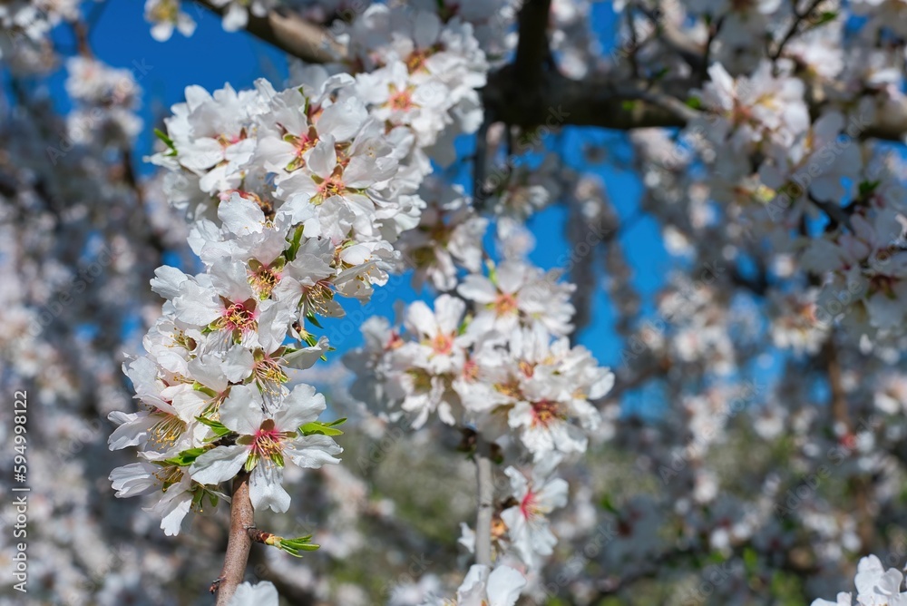 Blooming almond tree in spring against blue sky. Springtime season, Kanalia village, Volos, Greece Blooming almond tree in spring against blue sky. Springtime season, Kanalia village, Volos, Greece