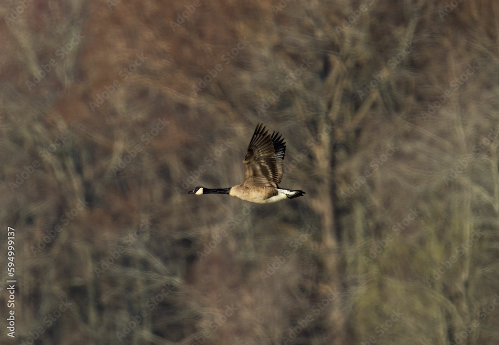 Majestic goose soaring gracefully through a scenic landscape of lush trees Majestic goose soaring gracefully through a scenic landscape of lush trees