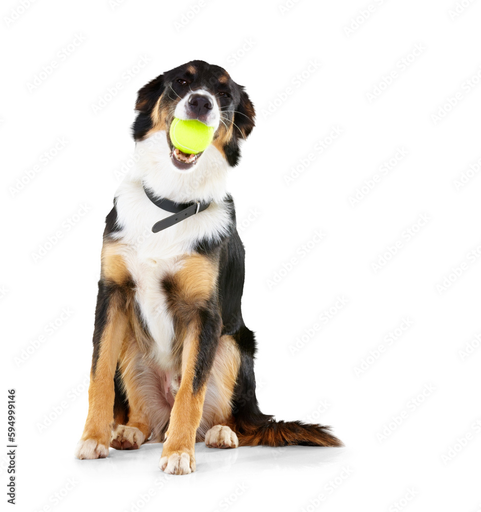 Dog, portrait and border collie with tennis ball in mouth on isolated, transparent and png background. Pet, puppy and face of posing animal with chewing toy in behavior training, playing and games - obrazy, fototapety, plakaty 