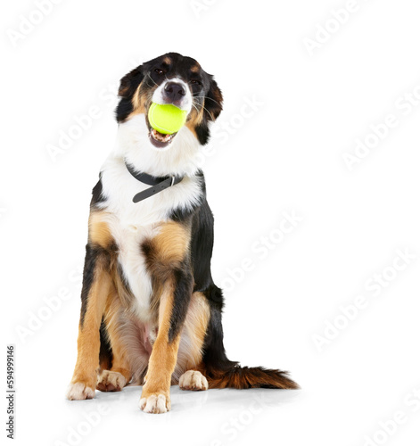 Fotobehang Dog, portrait and border collie with tennis ball in mouth on isolated, transparent and png background