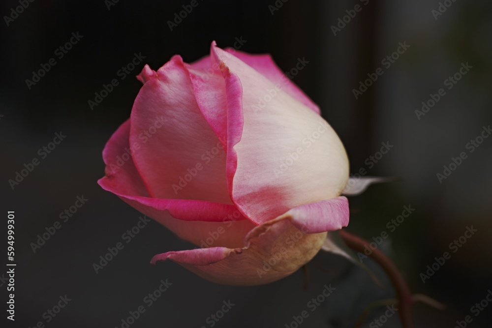 Closeup of a beautiful pink rose growing in a garden