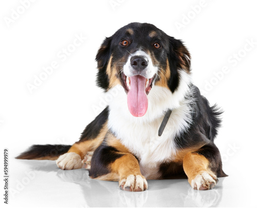Slika na platnu Portrait, border collie and dog with tongue out relax on floor with no people on isolated, transparent and png background