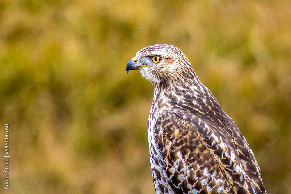 Red Tail Hawk Red Tail Hawk