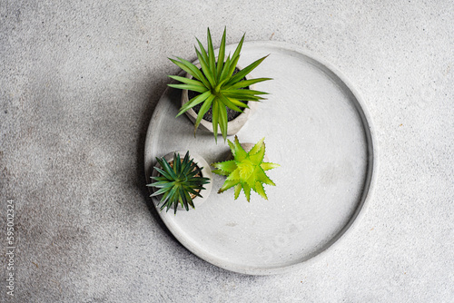 Succulent plant in the pot