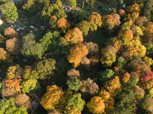 Aerial view of a forest covered in yellowing trees in autumn
