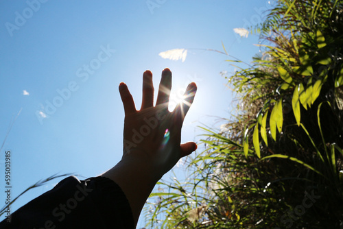 reach out to catch the sun