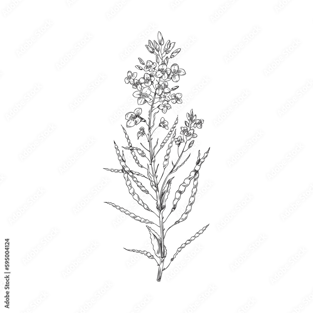 Canola plant with flowers and seed pods, hand drawn illustration isolated.