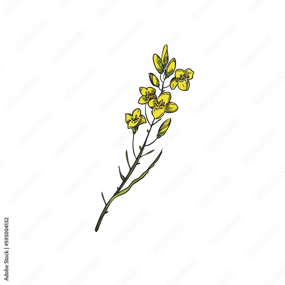 Canola flowers on a branch on a white background. Botanical illustration with canola yellow flower. Hand drawn sketch with rapeseed isolated