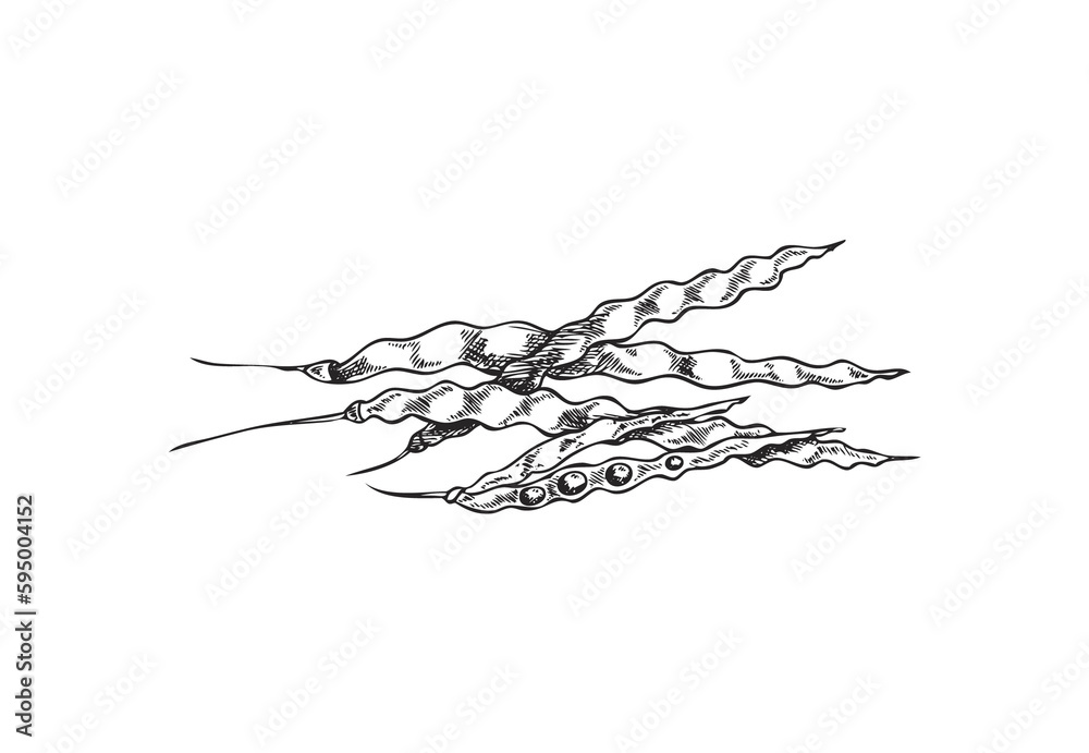 Botanical, floral illustration with canola pod, hand drawn sketch monochrome Botanical, floral illustration with canola pod, hand drawn sketch monochrome