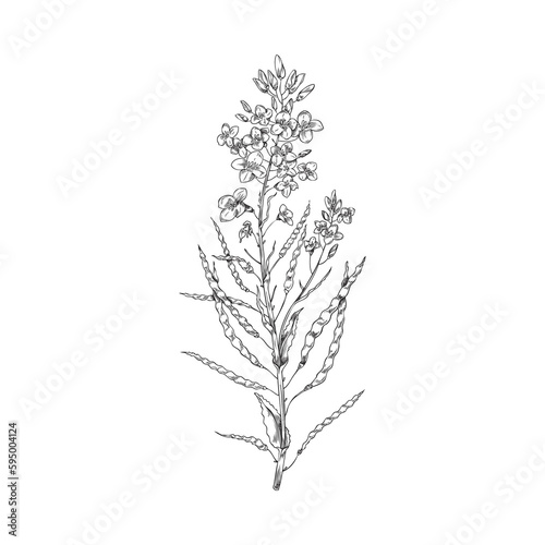 Canola plant with flowers and seed pods, hand drawn illustration isolated.