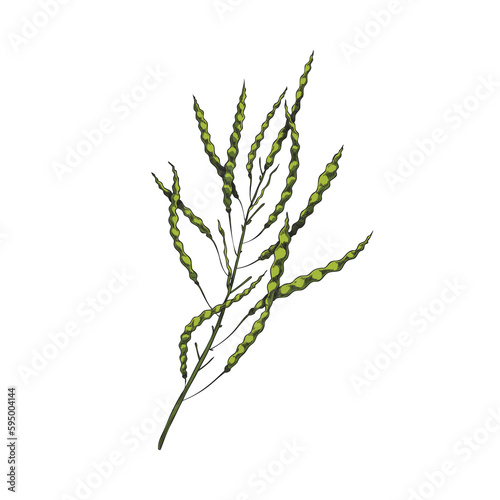 Canola plant branch with ripe seed pods hand drawn illustration isolated.